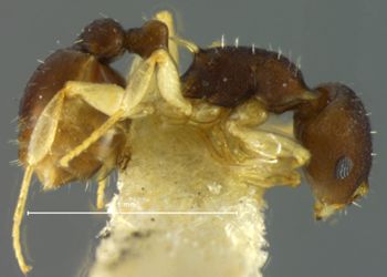 Media type: image; Entomology 21014   Aspect: head lateral view